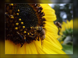 pollen head