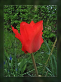 red tulip