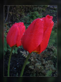 tulip raindrops