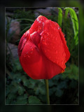 tulip raindrops on red