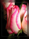 pink n white rose