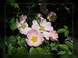 wild rose