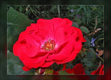 garden rose