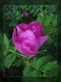 wild rose