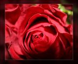 upclose red rose