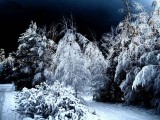 snowy trees