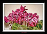 cyclamen smudge