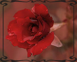 red rose