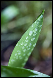 drops on a leaf