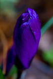 purple bud