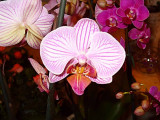 84 pink orchid.jpg