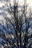 same tree different sky