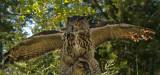 European Eagle owl