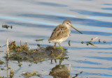 Dowitcher