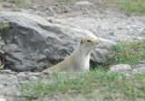  R.Ground Squirrel