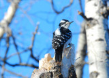  H.Woodpecker