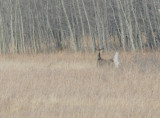 Whitetail and Coyote