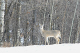 White-tailed doe