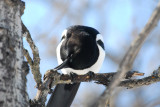 Beak Cleaning