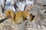  Red Squirrel