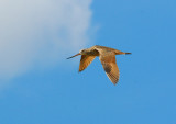 Marbled Godwit