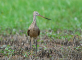 M. Godwit