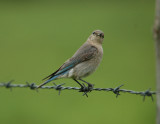 Mountain Bluebird (F)
