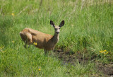 Mule Deer