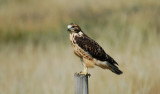 Juv.Sw__Hawk