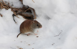 Red-backed Vole