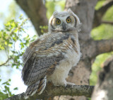 G,H.Owlet