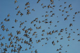 The Crowd (B.Waxwings)