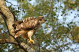  Young Red-tail