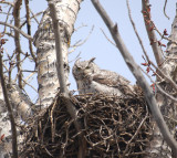  On The Nest