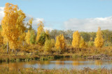 Autumn Beaver Pond