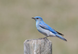 Mountain Bluebird ( m )