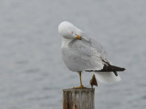 Ring Billed Gull