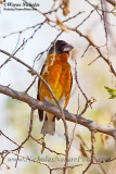 black-headed_grosbeak_wn_090419_089