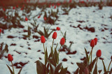 Frozen tulips