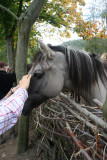 Tarpan horse