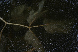 Leaf in ice