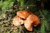 18th October 2008 - Hunting for mushrooms