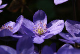 Anemone hepatica