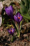 Crocus