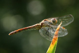 Dragonflies, Insects, etc.