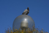 Pigeon on lantern