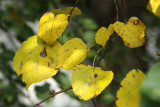 Fall leaves