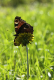 Butterfly on sonchus