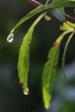After rain