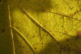 Autumn leaf